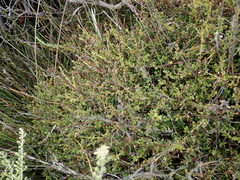 Kunzea amathicola