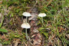 Baeospora