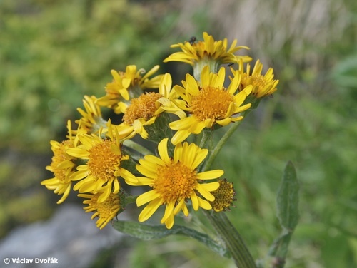 Tephroseris crispa
