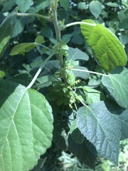 Acalypha glabrata glabrata