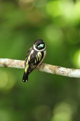 Eurylaimus ochromalus