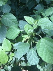 Acalypha glabrata glabrata