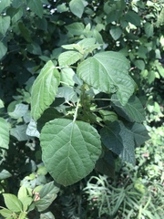 Acalypha glabrata glabrata