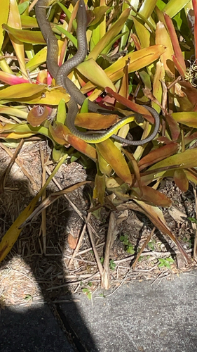 Common Tree Snake sighting