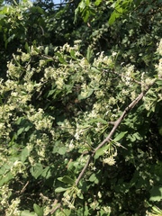 Gymnosporia maranguensis