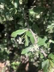 Gymnosporia maranguensis