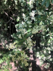 Gymnosporia maranguensis