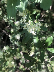 Gymnosporia maranguensis