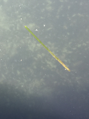 Zostera