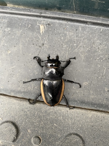 Golden Stag Beetle
