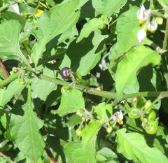Solanum opacum