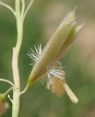 Ehrharta villosa