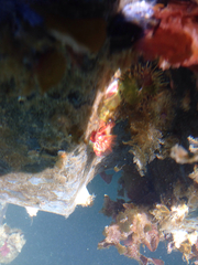 Serpula vermicularis