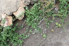 Chaenostoma campanulatum