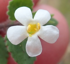 Chaenostoma campanulatum