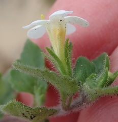 Chaenostoma campanulatum