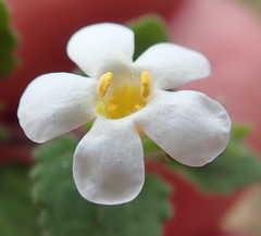 Chaenostoma campanulatum