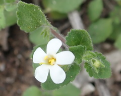 Chaenostoma campanulatum