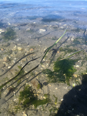 Zostera