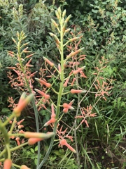 Aloe lettyae