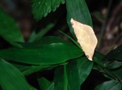 Luxiaria phyllosaria