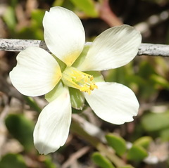 Roepera maritima
