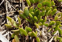 Roepera maritima