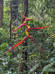 Heliconia vaginalis image