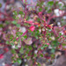 Chenopodium robertianum - Photo (c) Terra Occ, algunos derechos reservados (CC BY-NC-ND), uploaded by Terra Occ