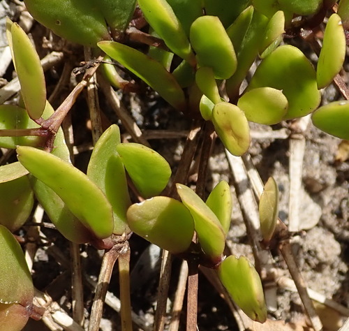 Image of Roepera maritima by (c) Nicola van Berkel, some rights reserved (CC BY-SA)