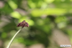 Cycloglypha thrasibulus thrasibulus