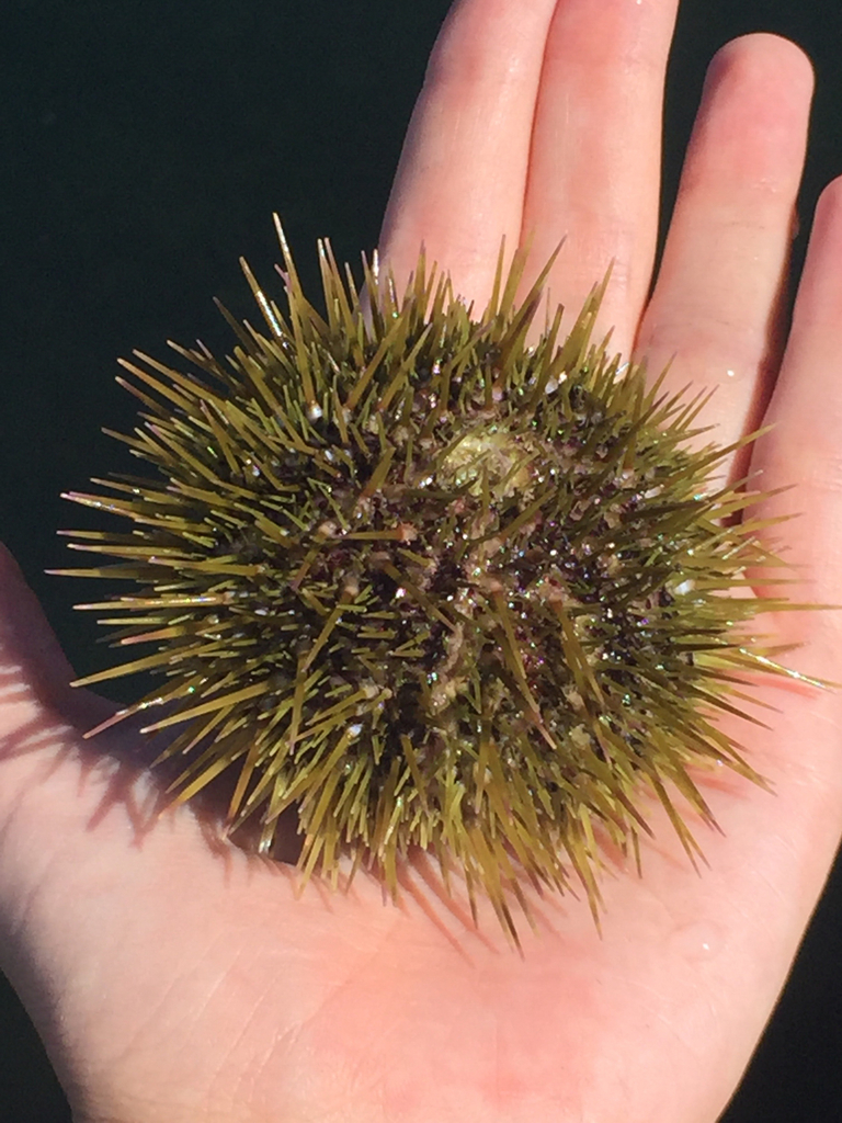 Green Sea Urchin (MultiAgency Rocky Intertidal Network ) · iNaturalist