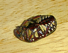 Pachnodella impressa