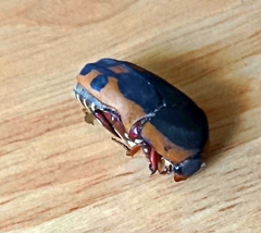 Pachnodella impressa