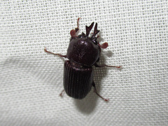 Syndesus cornutus