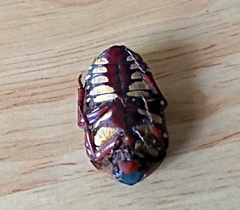 Pachnodella impressa