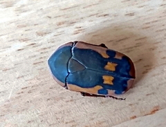 Pachnodella impressa