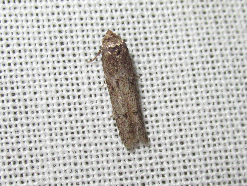 Blastobasid moth