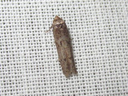 Blastobasid moth