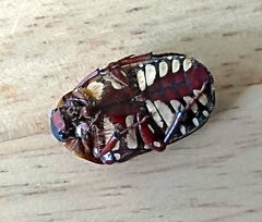 Pachnodella impressa