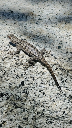 iNaturalist observation photo of Western Fence Lizard