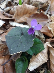 Viola alba alba