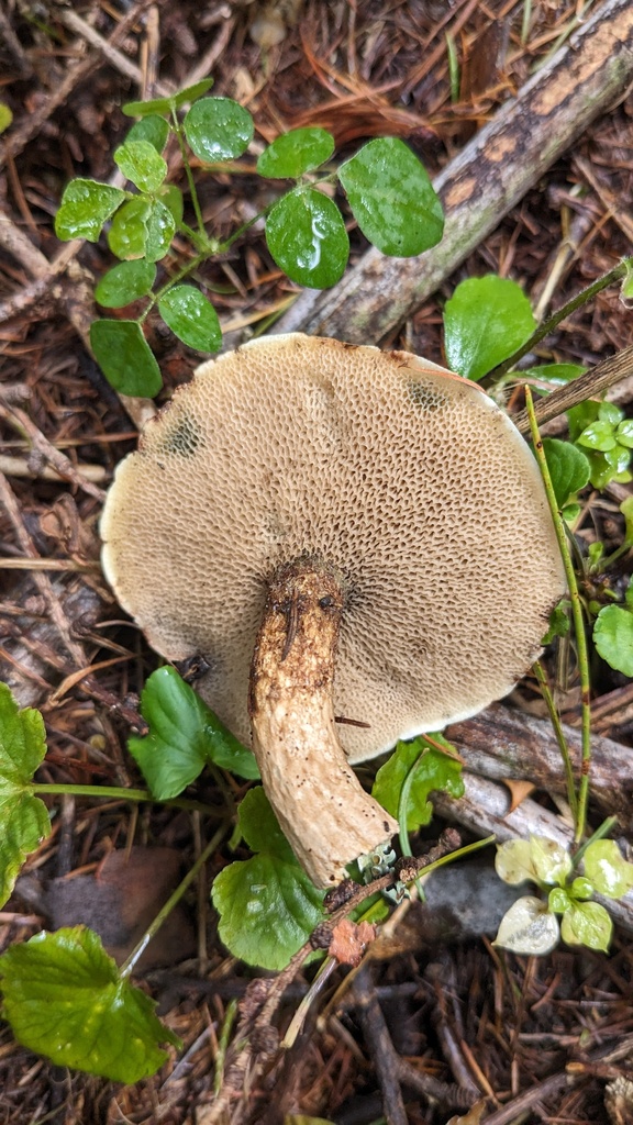 Suillus viscidus · October 2023 · photo: © atsushi_nakajima_cirque (iNaturalist, cc-by)