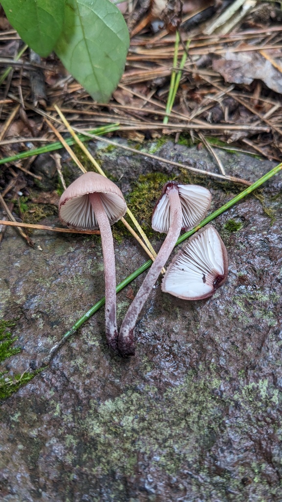 Mycena haematopus · October 2023 · photo: © atsushi_nakajima_cirque (iNaturalist, cc-by)