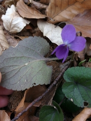 Viola alba alba