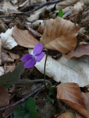 Viola alba alba