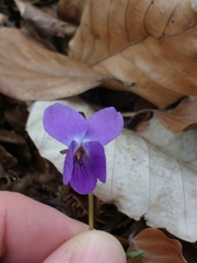 Viola alba alba