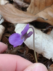 Viola alba alba