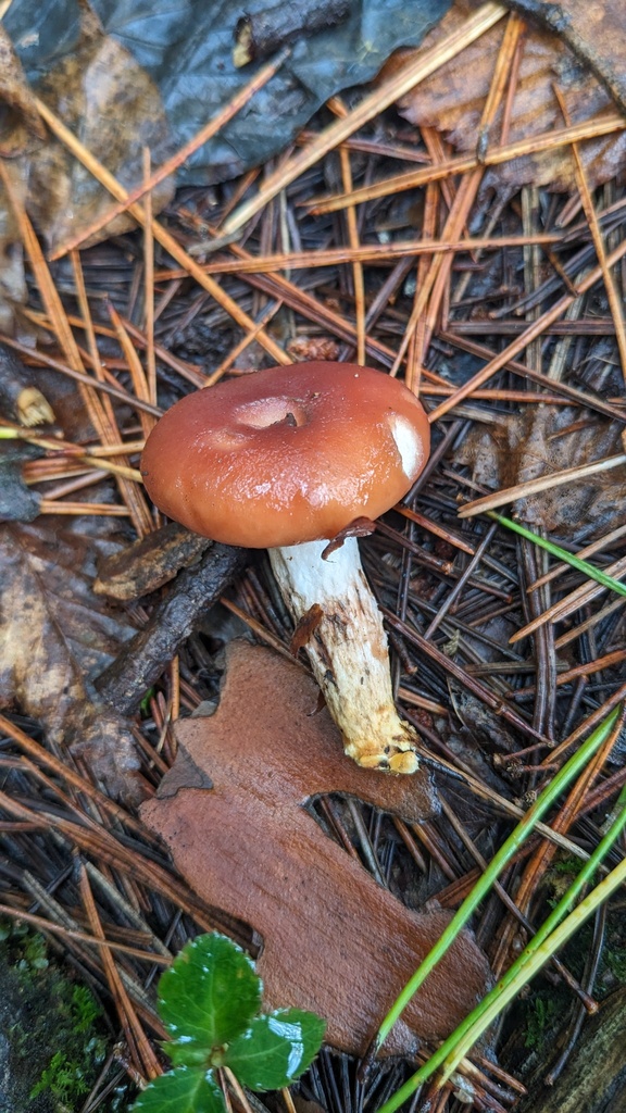 Gomphidius roseus · October 2023 · photo: © atsushi_nakajima_cirque (iNaturalist, cc-by)