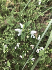 Leucas glabrata